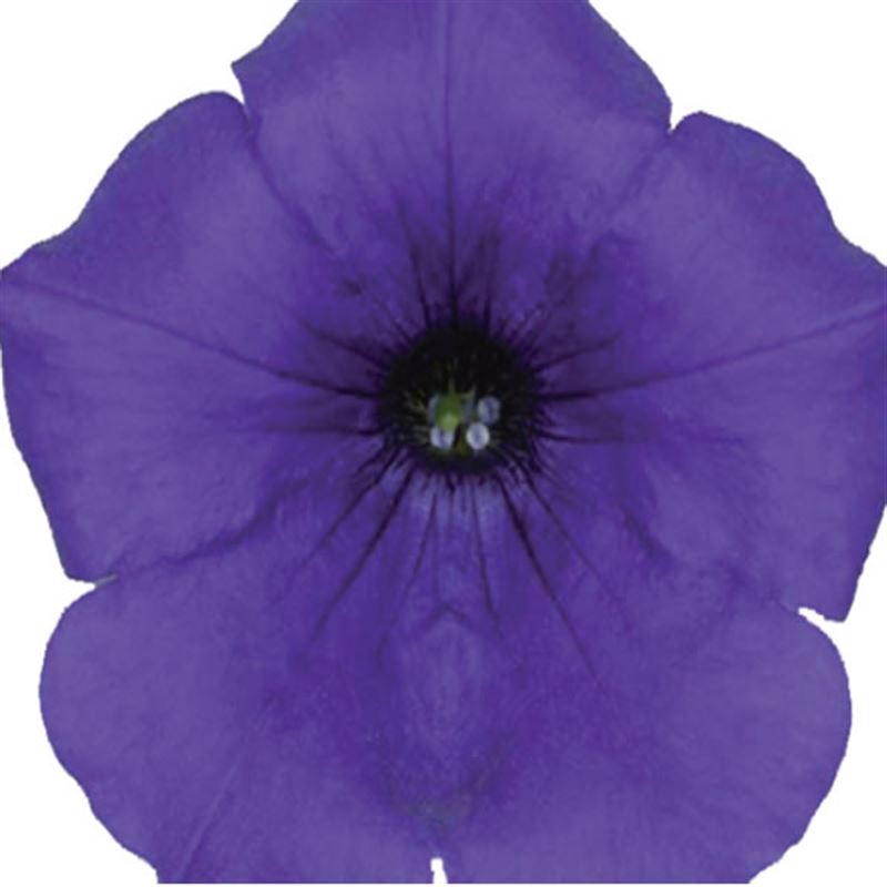 Surfinia violet®